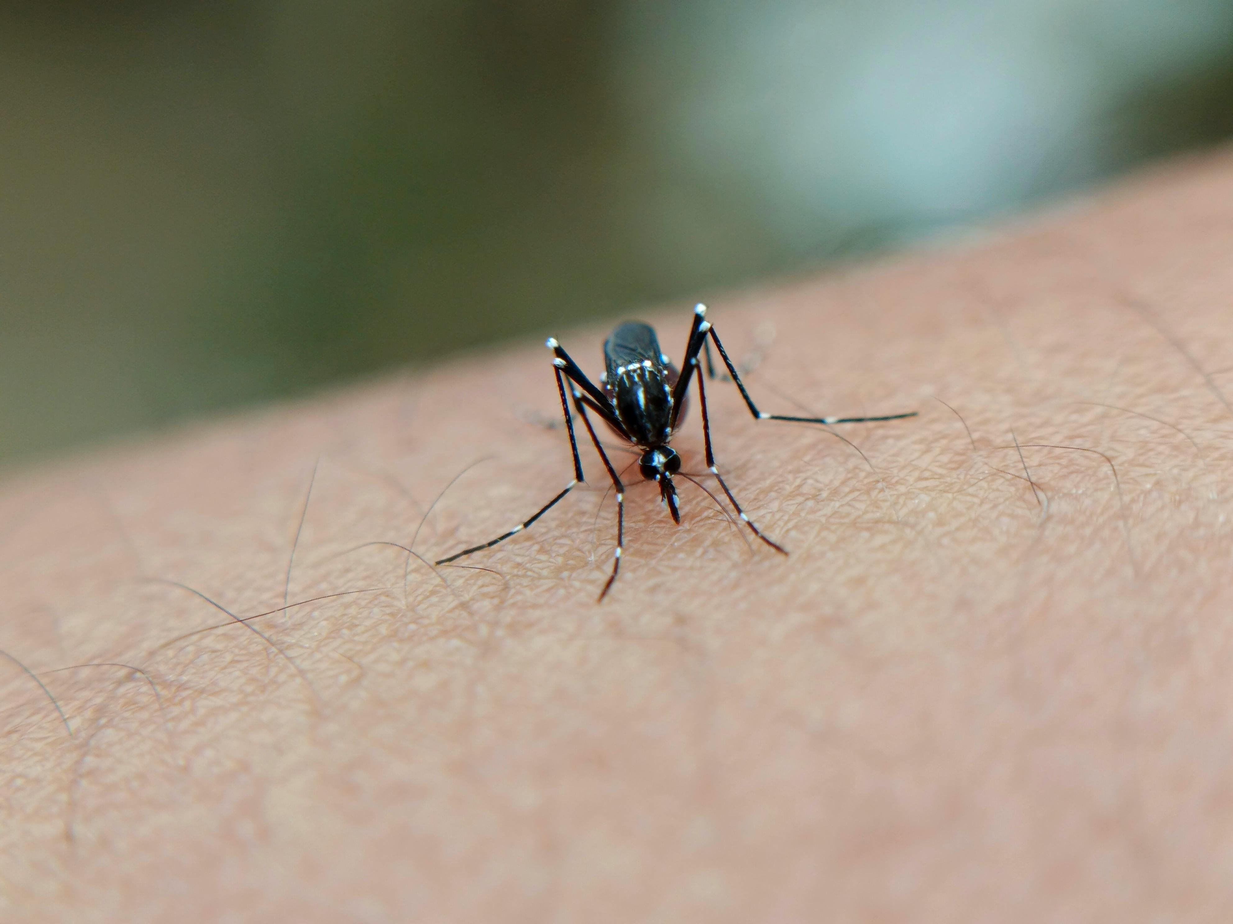 Difference Between Dengue, Malaria, and Chikungunya & Their Prevention